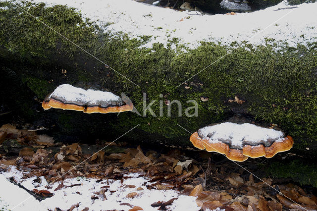 Roodgerande houtzwam (Fomitopsis pinicola)