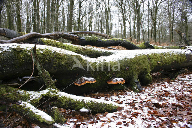 Roodgerande houtzwam (Fomitopsis pinicola)