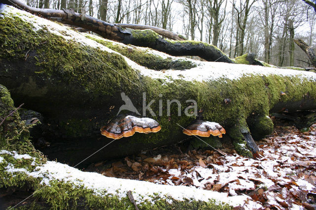Red Banded Polypore (Fomitopsis pinicola)