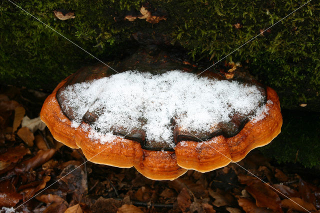 Red Banded Polypore (Fomitopsis pinicola)