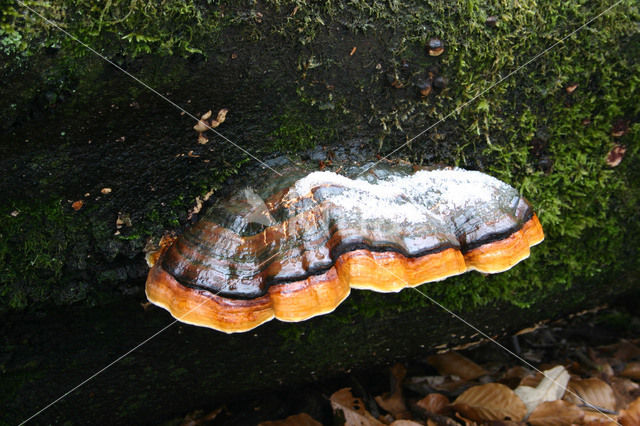 Red Banded Polypore (Fomitopsis pinicola)