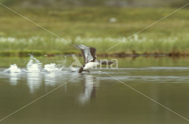 Red-throated Loon