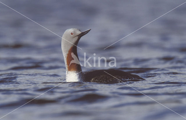 Red-throated Loon