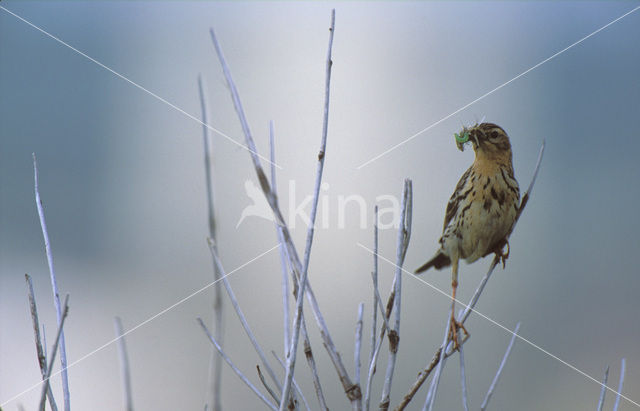 Red-throated Pipit (Anthus cervinus)