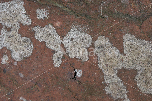 Opegrapha gyrocarpa