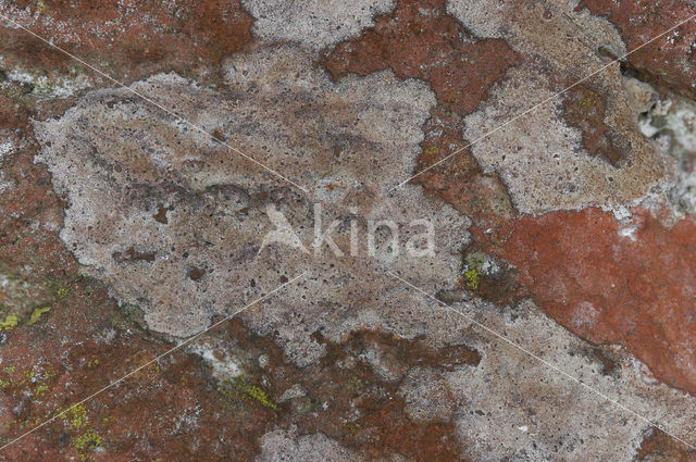 Opegrapha gyrocarpa