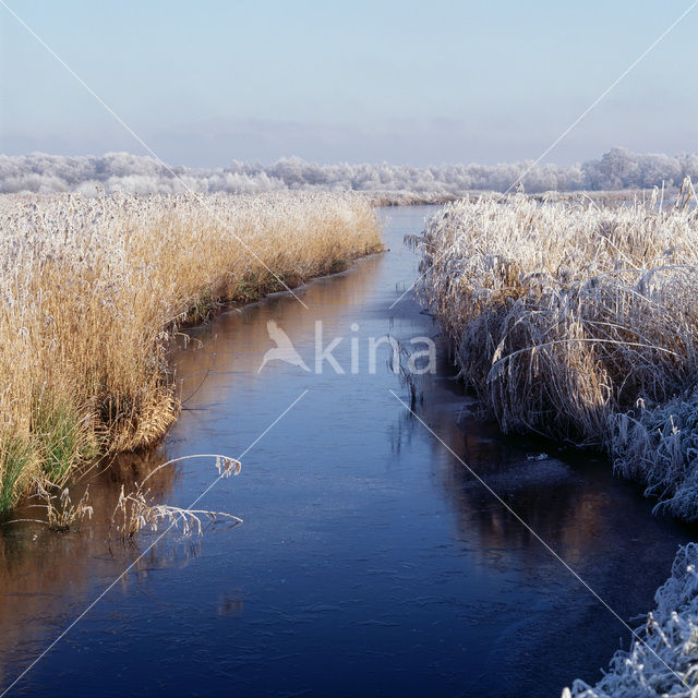 Rottige Meente