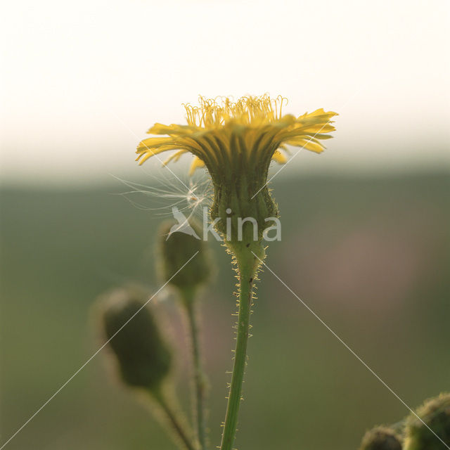 Rough Hawkbit (Leontodon hispidus)