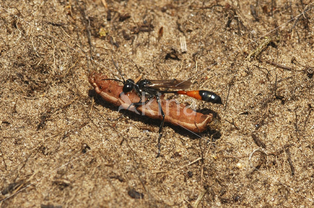 Rupsendoder (Ammophila sabulosa)