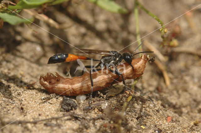 Caterpillar Killer (Ammophila sabulosa)