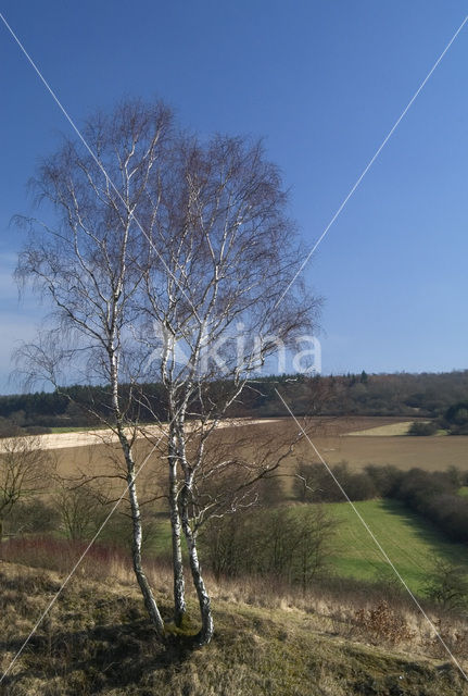 Ruwe berk (Betula pendula)