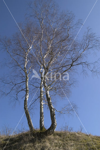 Ruwe berk (Betula pendula)