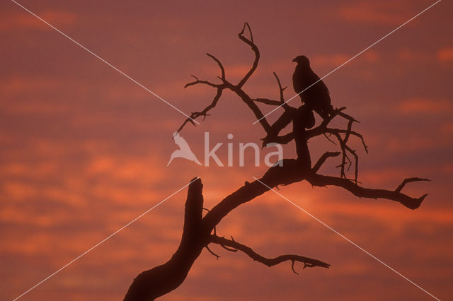 Tawny Eagle (Aquila rapax)