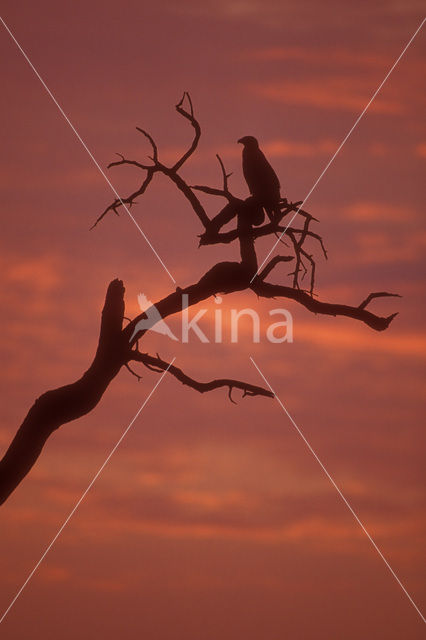 Savannearend (Aquila rapax)