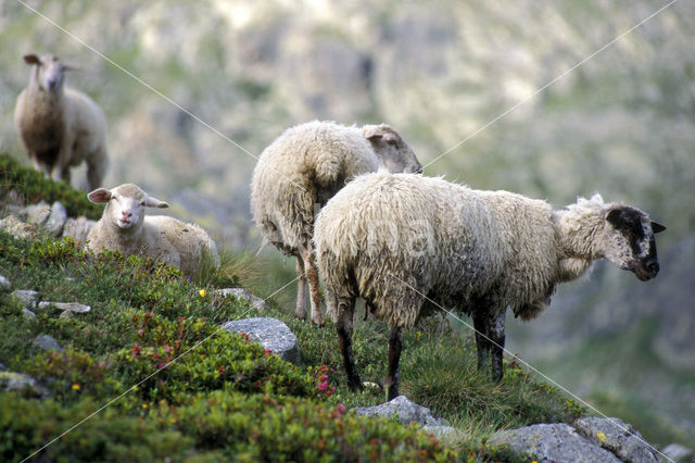 sheep (Ovis spec.)