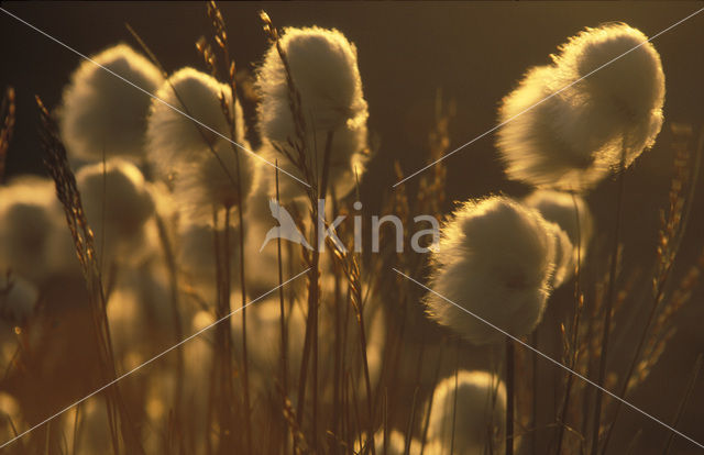 Scheucher’s wollegras (Eriophorum scheuchzeri)