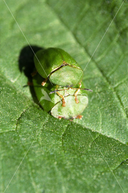 Tortoise beetle (Cassida virides)