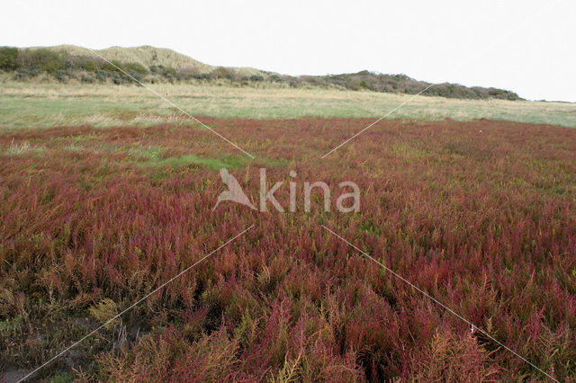 Annual-seablite (Suaeda maritima)