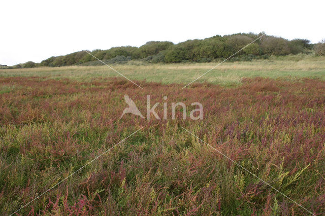 Annual-seablite (Suaeda maritima)