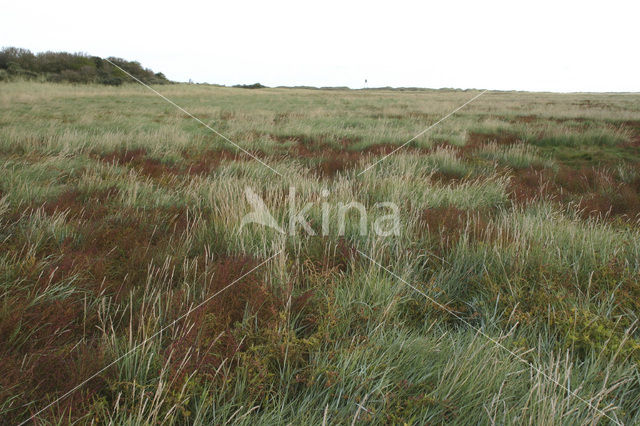 Annual-seablite (Suaeda maritima)