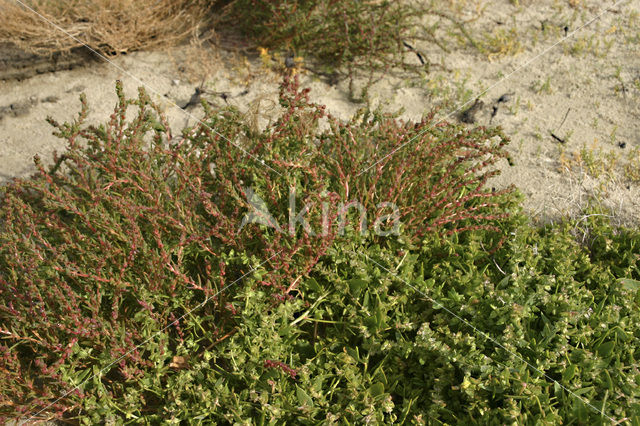 Schorrekruid (Suaeda maritima)