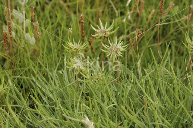 Seaside arrowgrass (Triglochin maritimum)