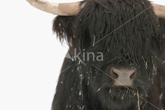 Highland Cow (Bos domesticus)
