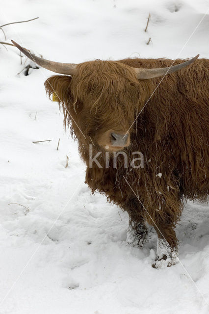 Highland Cow (Bos domesticus)