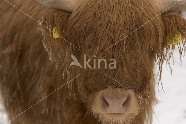 Highland Cow (Bos domesticus)