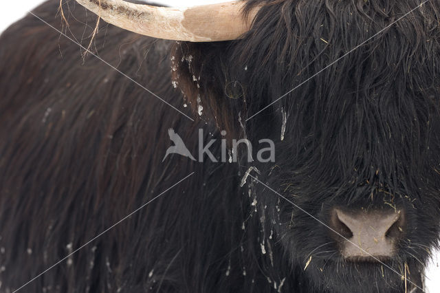 Highland Cow (Bos domesticus)
