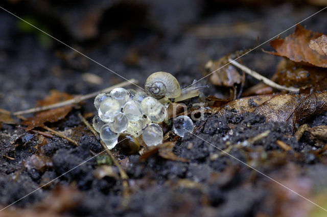 Segrijnslak (Helix aspersa aspersa)