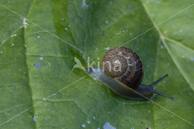 Segrijnslak (Helix aspersa aspersa)