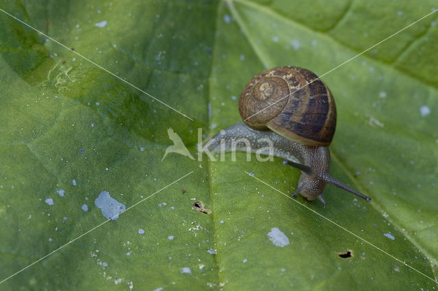 Segrijnslak (Helix aspersa aspersa)