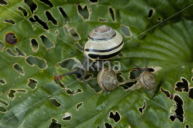 Common Garden Snail (Helix aspersa aspersa)