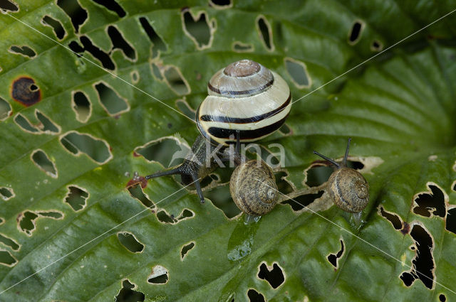 Segrijnslak (Helix aspersa aspersa)