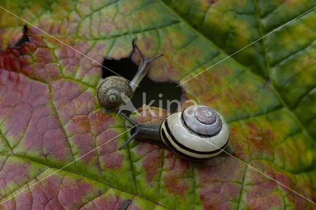 Segrijnslak (Helix aspersa aspersa)