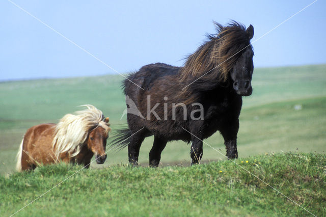 Shetland pony (Equus spp)