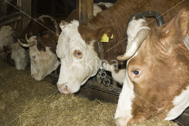 Simmentaler Koe (Bos domesticus)