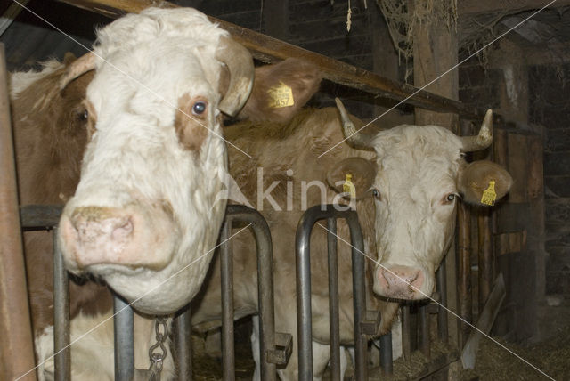 Simmentaler Koe (Bos domesticus)