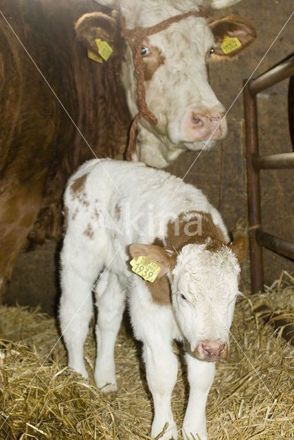 Simmentaler Koe (Bos domesticus)