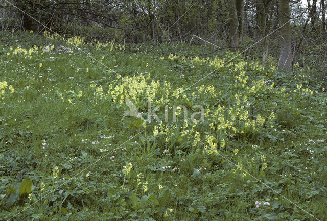 Oxlip (Primula elatior)