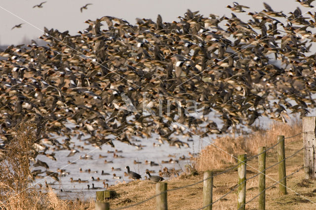 Wigeon (Anas penelope)
