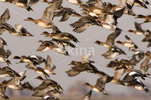 Wigeon (Anas penelope)