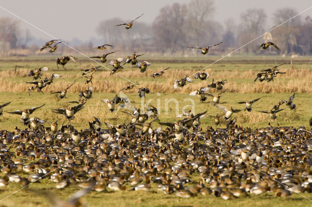 Wigeon (Anas penelope)