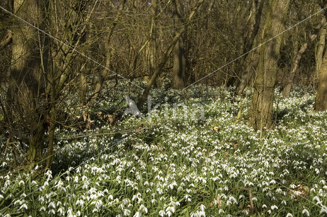 Sneeuwklokje (Galanthus spec.)