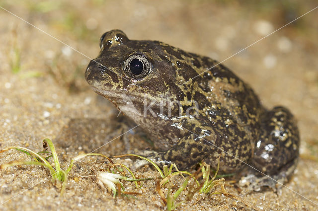 Western spadefoot (Pelobates cultripes)