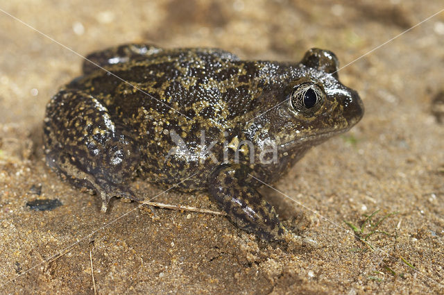 Western spadefoot (Pelobates cultripes)