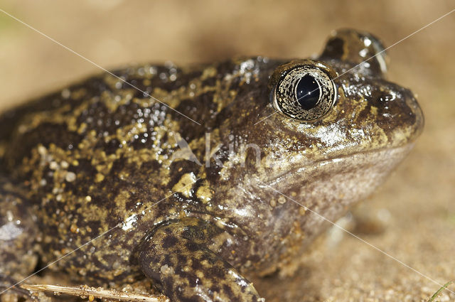 Western spadefoot (Pelobates cultripes)