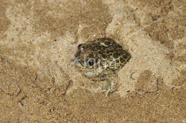 Western spadefoot (Pelobates cultripes)