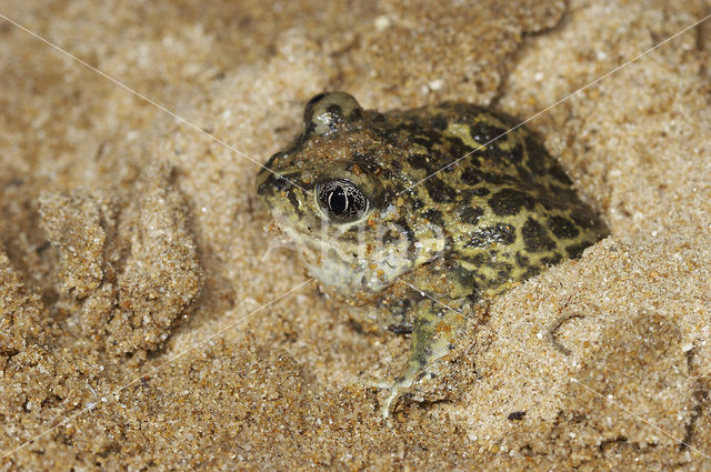 Western spadefoot (Pelobates cultripes)